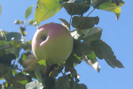 Dusk lobber is the fourth plant obtained in modern day in plants vs. Apple Goodland Birchfield Nurseries