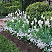 Maria S Garden Update Jardins Blancs Jardins