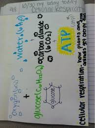 We did not find results for: Mrs Cowan S Science Journal Page 48 Cellular Respiration Foldable Cellular Respiration Cellular Respiration Foldable Science Journal