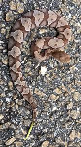 There are three subspecies within this species. Baby Copperhead Lake Oconee Ga Check Out The End Of It S Tail Snake Was About 7 Inches Long But Looks Much Larger In Photo It Snake Snake Venom Snake Tail