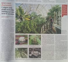 Image result for Agrocharis incognita