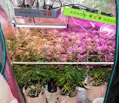 We've compiled a list of best led grow lights for the money reviewed to pick the perfect brand for a balanced full spectrum to boost your plants results unfortunately, the advanced platinum led grow light is expensive. Observations Growing With My Mars Hydro And Viparspectra Budget Led Grow Lights In A Small 2x4 Tent Grow Equipment Growers Network Forum