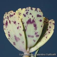 Image result for Kalanchoe marmorata