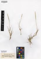 Image result for Sporobolus spicatus