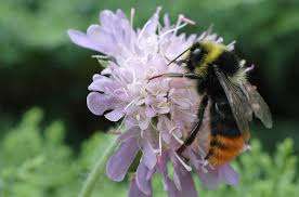Image result for Bombus lapidarius