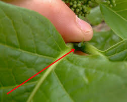 Image result for Afrocanthium lactescens