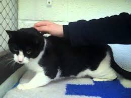 You will find me in the front lobby. Uve Is A Black And White Domestic Shorthair Available For Rehoming At The Burford Adoption Centre Youtube