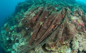 Le vote devrait se dérouler après l'été. La Fin De La Peche En Eau Profonde Wwf France