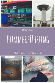Hej Helgolander Hummer Hummerfuhrung Auf Helgoland Home Helgoland Urlaub Nordsee Nordsee