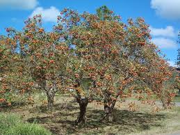 Image result for Erythrina fusca