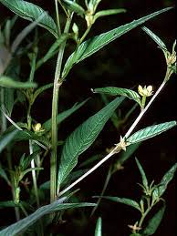 Image result for Ludwigia erecta