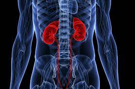 In the human body, the kidneys are located vertically in the middle of the abdomen near the back wall. Renal Aneurysms When Should You Have Yours Repaired Health Essentials From Cleveland Clinic