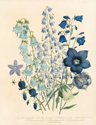 Image result for Wahlenbergia denticulata
