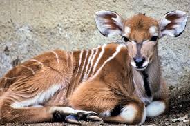 Image result for Aneulophus