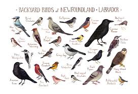 Identification Backyard Birds Of Minnesota Newfoundland Labrador Backyard Birds Field Guide Art Print Backyard Birds Bird Poster Newfoundland Labrador