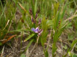 Image result for Polygala persicariifolia