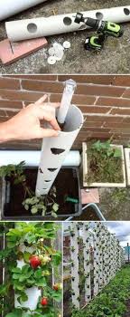 Grow Sweet Strawberry In A Vertical Pvc Tube Is Great Garden Tips Herb Garden Fairy Garden Balcony Garden Legging Plants Small Gardens Strawberry Garden
