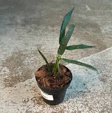 Image result for Oeceoclades pandurata