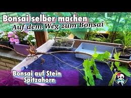 Maybe you would like to learn more about one of these? Bonsai Selber Machen Ahorn Bonsai Bonsai Baum Ahornbaum Bonsai Auf Stein Youtube Bonsai Baum Bonsai Ahornbaum