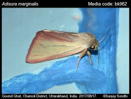 Image result for Mohria marginalis