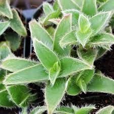 Image result for Cyanotis