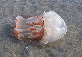 Check spelling or type a new query. Other Invertebrates Corals Sponges Worms Etc Padre Island National Seashore U S National Park Service
