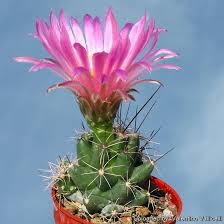 Image result for Macrotyloma ellipticum