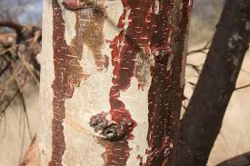 Image result for Sterculia rogersii