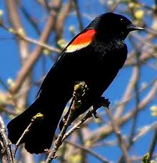 Black Bird With Red Neck Red Wing Black Bird Music Garden Queens Quay Toronto On Canada May 11 2012 Birds Beautiful Birds