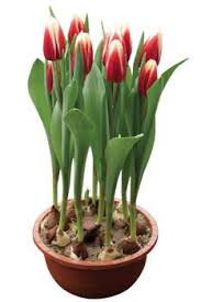 If you use a smaller container your flowers will have less of an impact, and the bulbs might not thrive. Potted Tulip Guidelines For The Greenhouse Greenhouse Grower