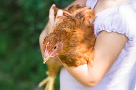 The cdc says eight ongoing outbreaks of salmonella are linked to backyard chickens. A Salmonella Outbreak Linked To Backyard Chickens Is Making People Sick Including Children