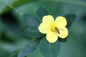 Image result for Reinwardtia