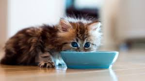 Along with how long can cats survive without eating and drinking? How Long Can A Cat Live Without Food