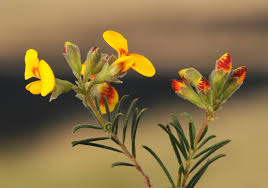 Image result for Crotalaria phylicoides