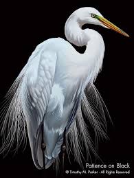 Tropical Black Bird With Large Beak Contemporary Egret Painting Reproduction Patience Tropical Etsy Bird Art Birds Painting Black And White Birds