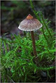 Spitzgebuckelt Pilze Champignons Natur