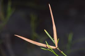 Image result for Secamone delagoensis