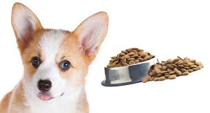 Feeding A Corgi Puppy The Best Schedules For Small Breeds