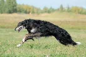 When she is old enough, she will go to her new home. Borzoi Dog Breed Information