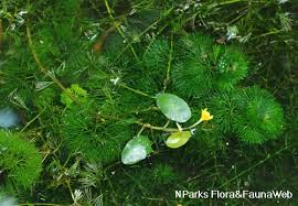 Image result for Cabombaceae