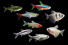 Image result for Tetraria