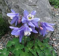Image result for Aquilegia flabellata ministar