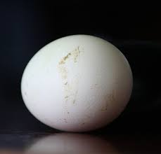 Maybe you would like to learn more about one of these? 11 Manfaat Telur Ayam Kampung Yang Wajib Diketahui Klinik Pulowatu Sisma Medikal