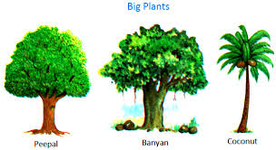 Different kinds of plants with pictures and names. Plants Around Us Big Small Plants Shrubs Herbs Water Plants