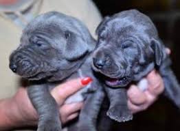 If you are looking to adopt or buy a great dane take a look here! Great Dane Pups For Sale In Barneveld New York Want Ad Digest