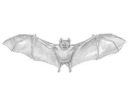 How To Draw A Bat My mom told me to draw a coronavirus related drawing and i made a tutorial of it. how to draw a bat