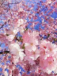 Pin On Flower Power