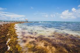 A Record Amount Of Seaweed Is Choking Shores In The Caribbean : Npr