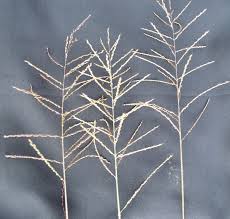 Image result for Arundinella