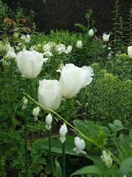 Daniel flores raras flores y plantas con flores. Planta Liliacea De Jardin De Flores Blancas Y Hermosas